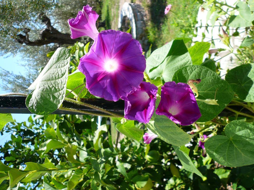 Liossis Rooms & Apartments Skopelos Eksteriør billede